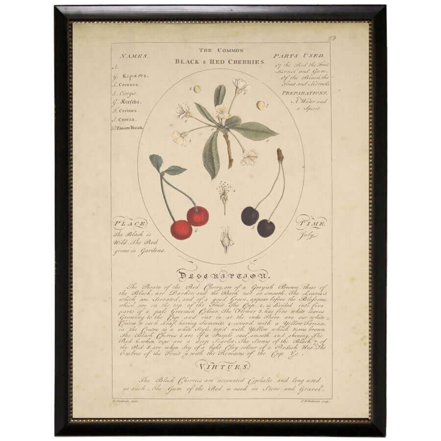Black and Red Cherries Botanical Study Vintage Bookplate Print in Black Beaded Frame | Art | Wiccan Center