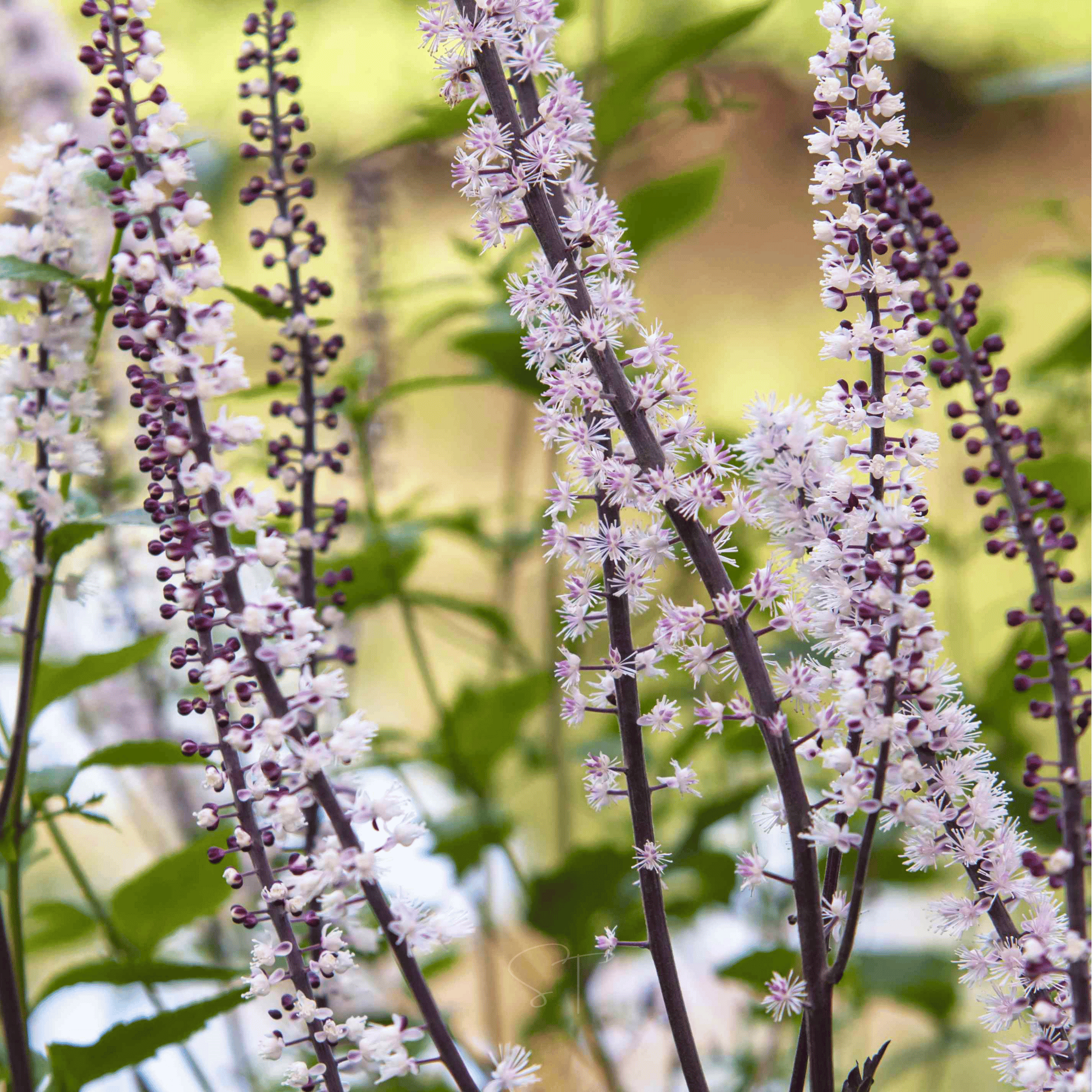 Black Cohosh (Bugbane) – 25 Seeds | Seeds | Wiccan Center