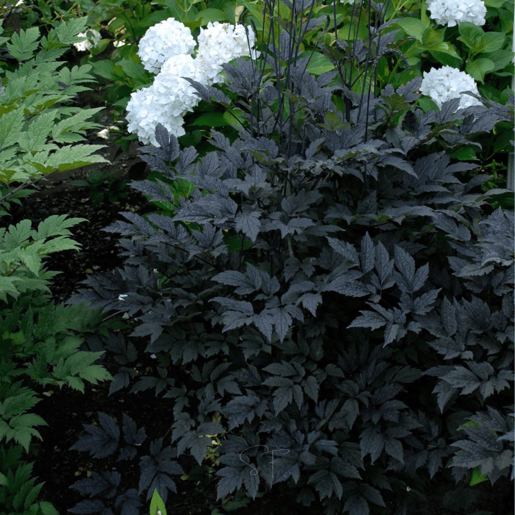 Black Cohosh (Bugbane) – 25 Seeds | Seeds | Wiccan Center