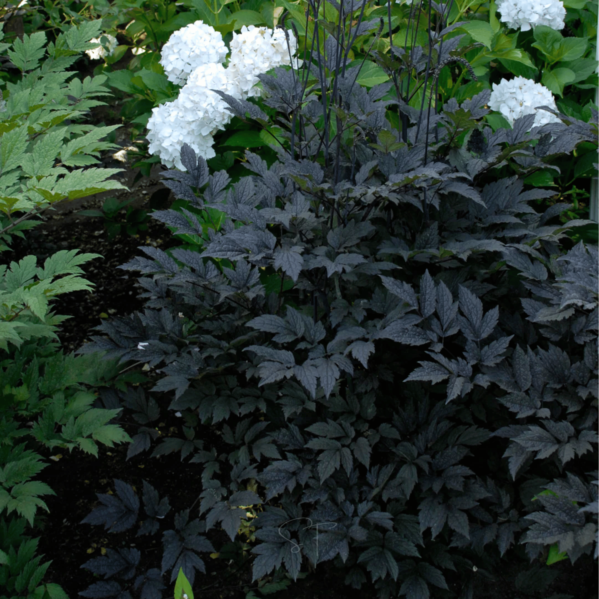 Black Cohosh (Bugbane) – 25 Seeds | Seeds | Wiccan Center