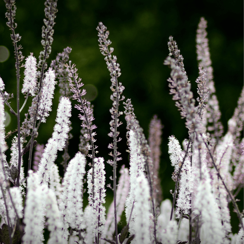 Black Cohosh (Bugbane) – 25 Seeds | Seeds | Wiccan Center