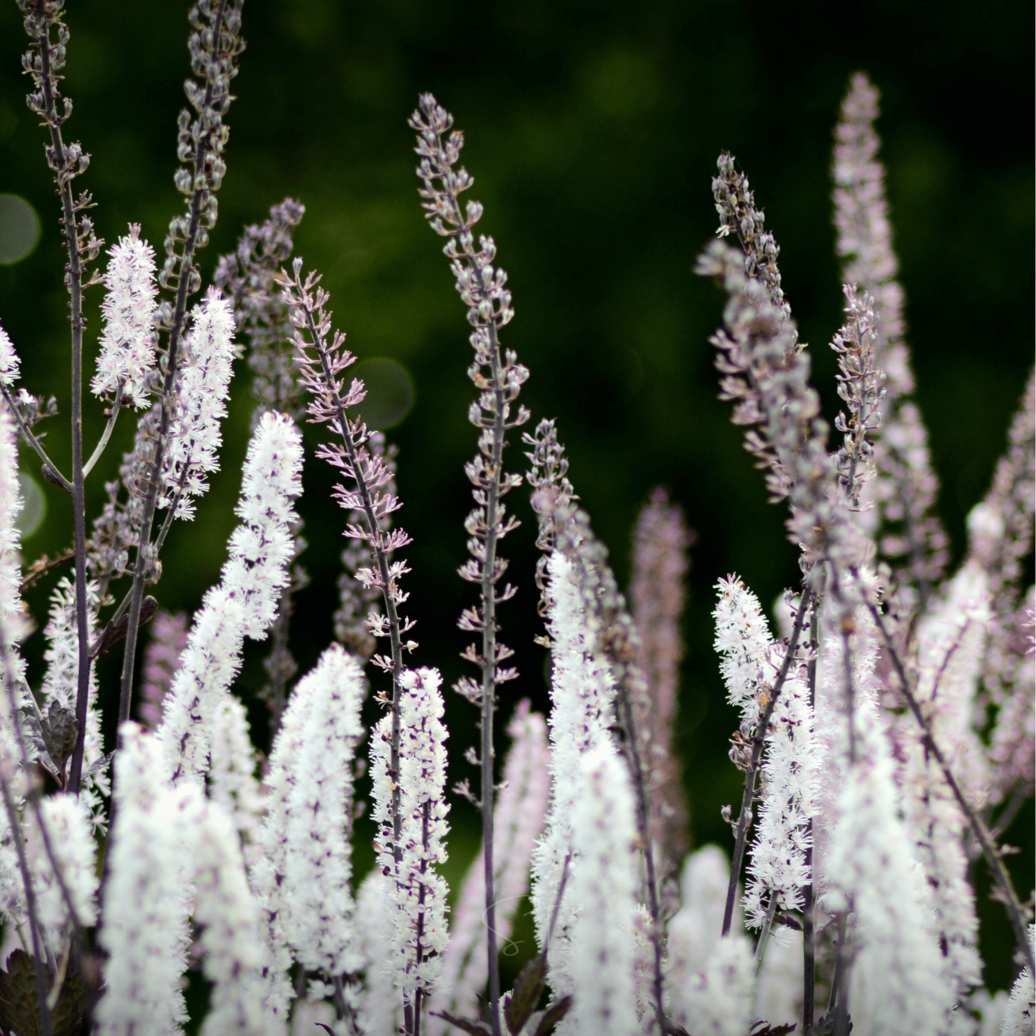 Black Cohosh (Bugbane) – 25 Seeds | Seeds | Wiccan Center