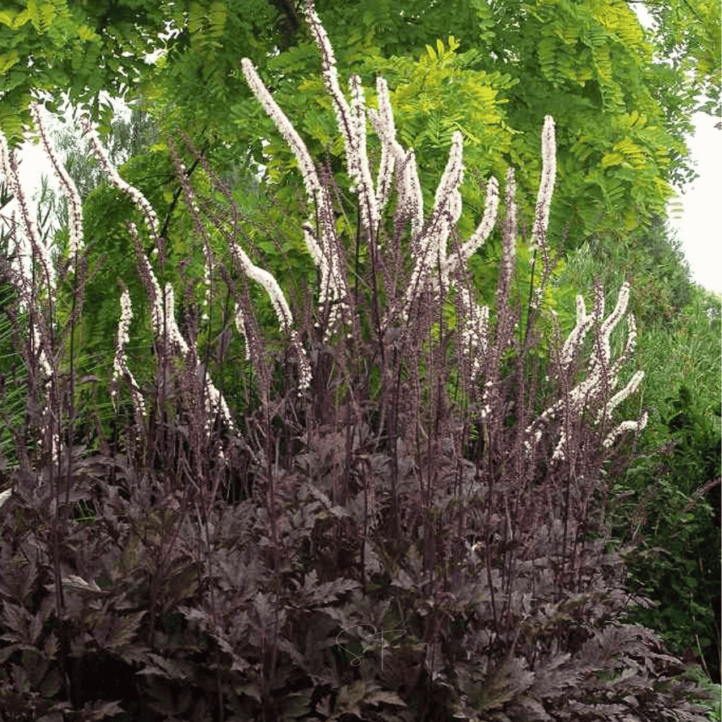 Black Cohosh (Bugbane) – 25 Seeds | Seeds | Wiccan Center