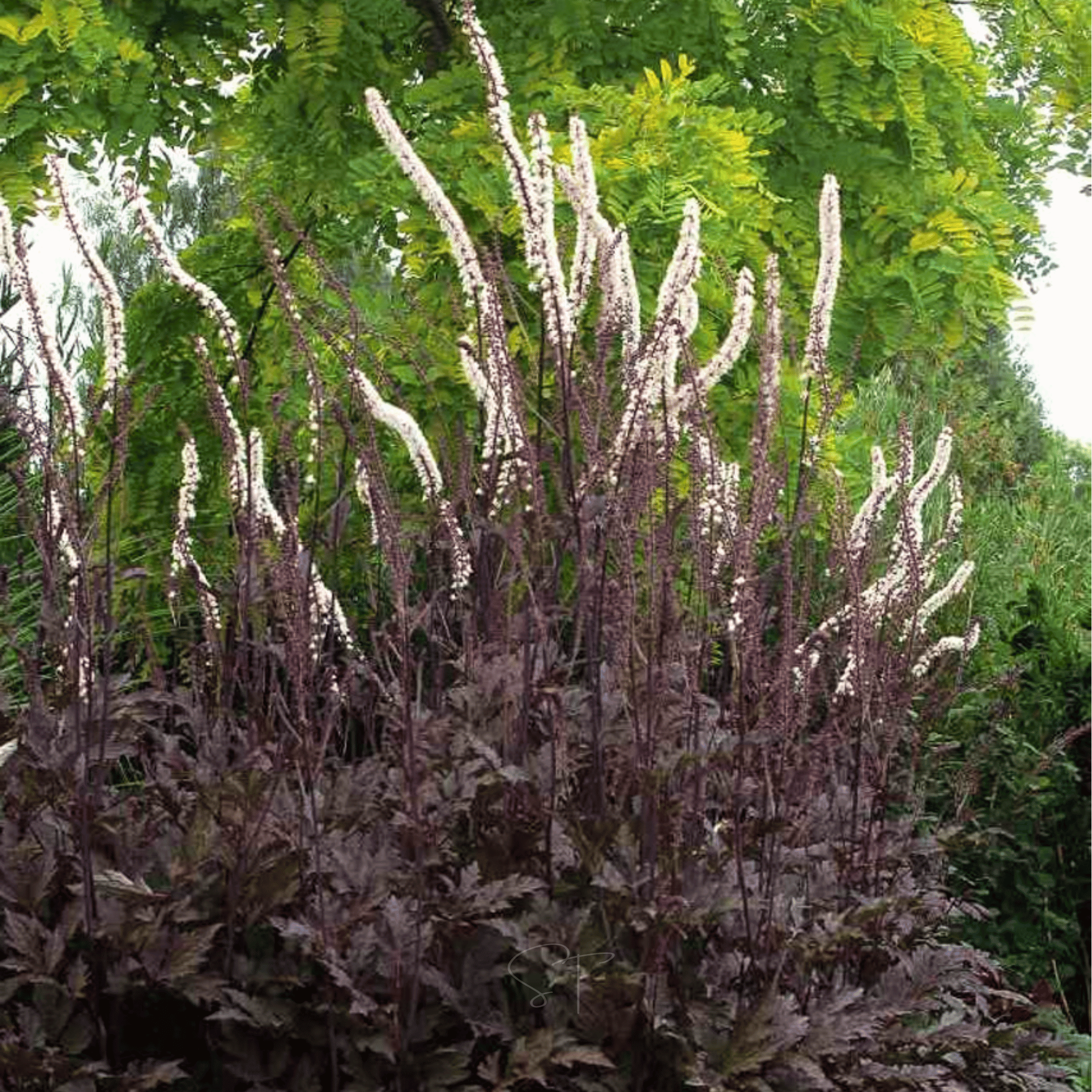 Black Cohosh (Bugbane) – 25 Seeds | Seeds | Wiccan Center