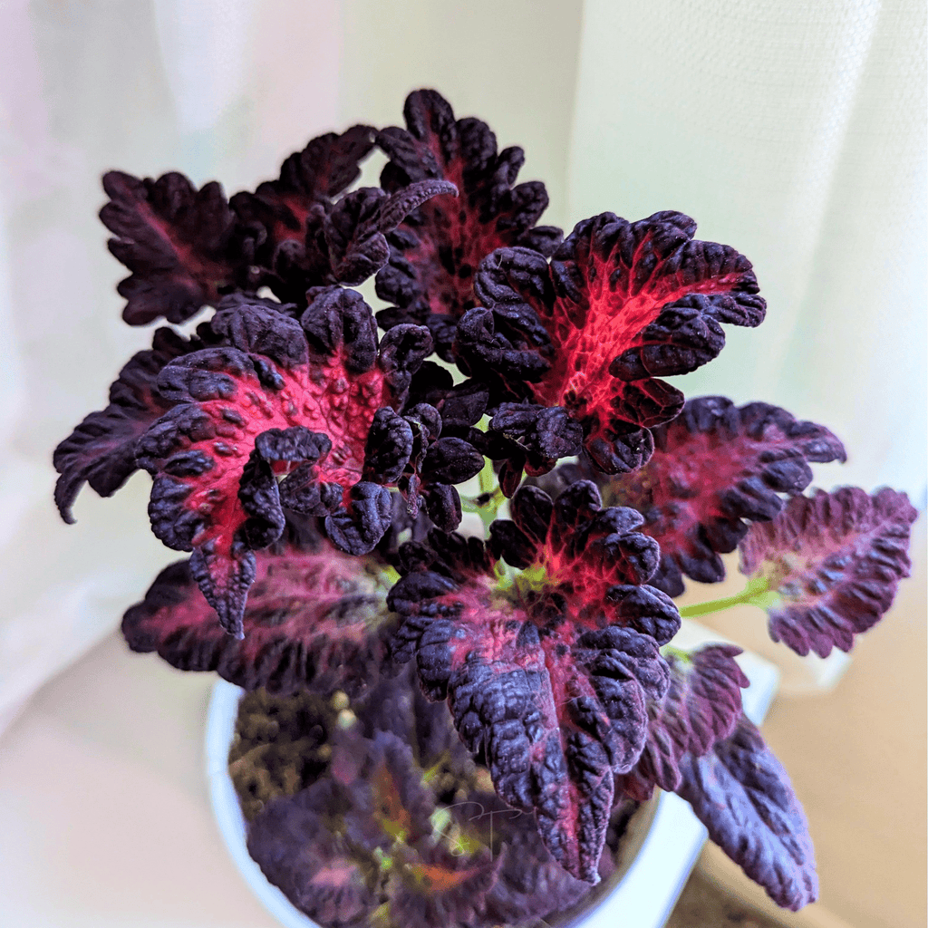 Black Dragon Coleus – 20 Seeds | Seeds | Wiccan Center
