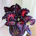 Black Dragon Coleus – 20 Seeds | Seeds | Wiccan Center