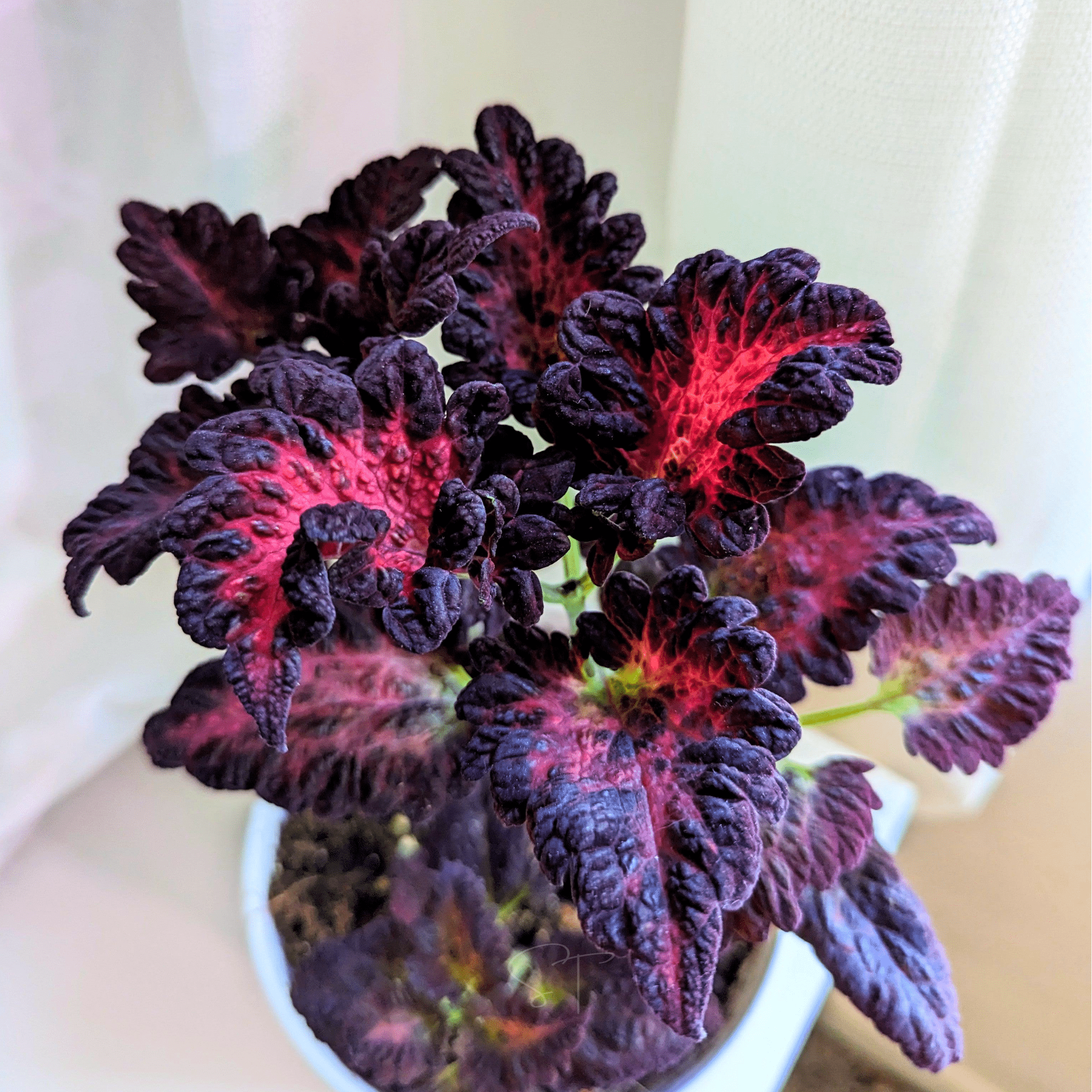Black Dragon Coleus – 20 Seeds | Seeds | Wiccan Center
