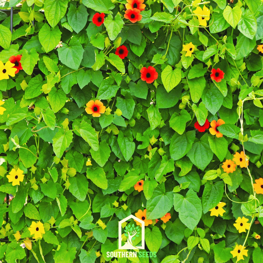 Black Eyed Susan Vine Mix – 50 Seeds | Seeds | Wiccan Center
