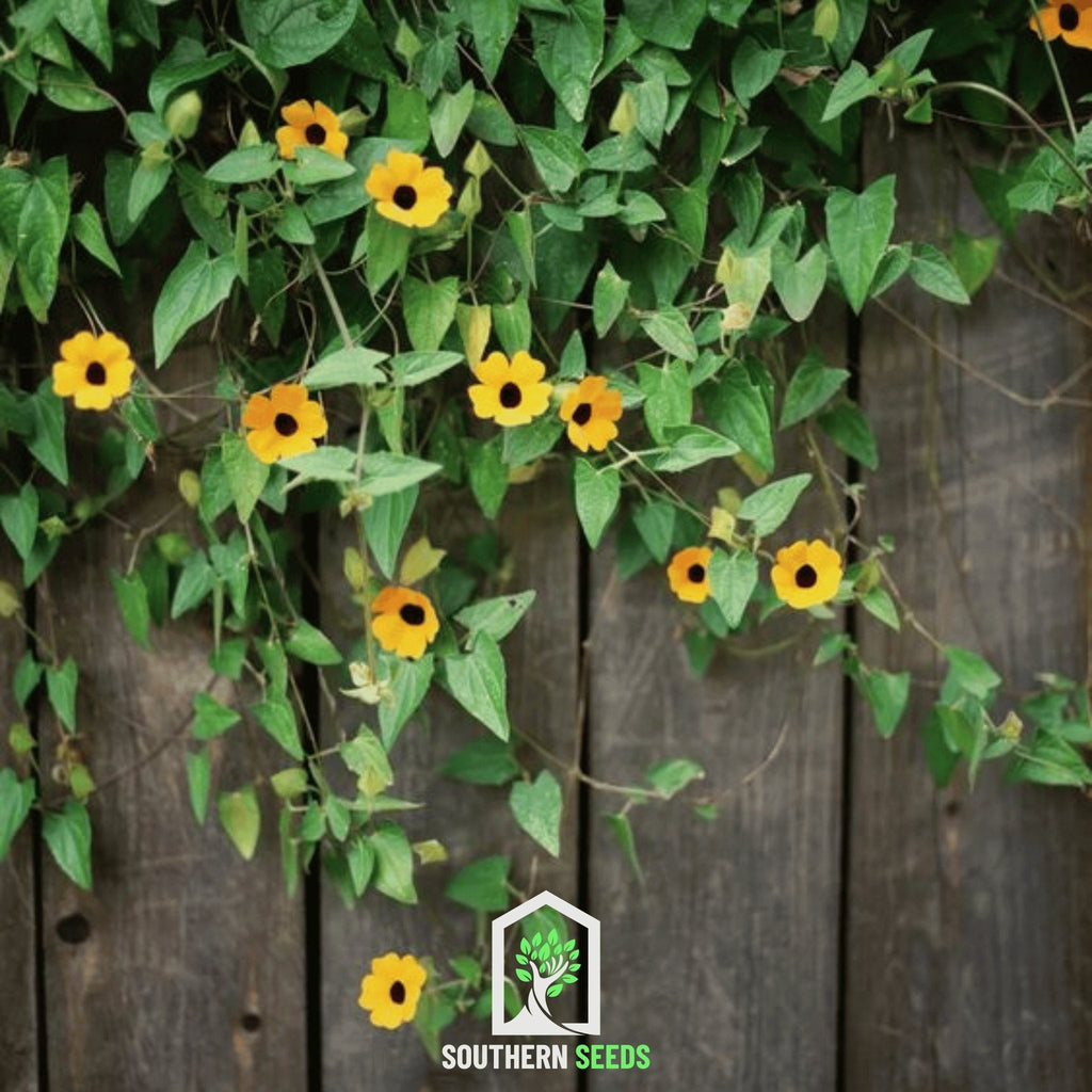 Black Eyed Susan Vine Mix – 50 Seeds | Seeds | Wiccan Center