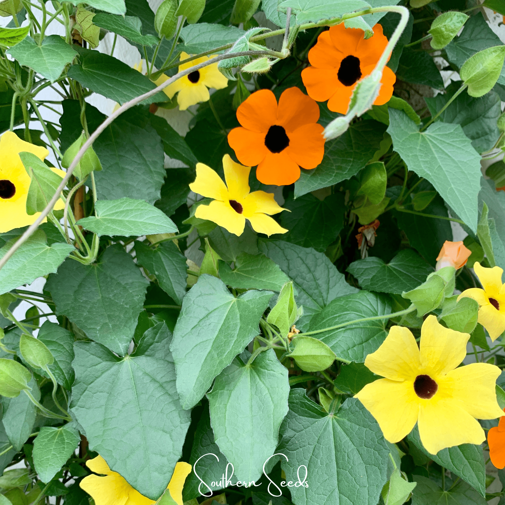 Black Eyed Susan Vine Mix – 50 Seeds | Seeds | Wiccan Center