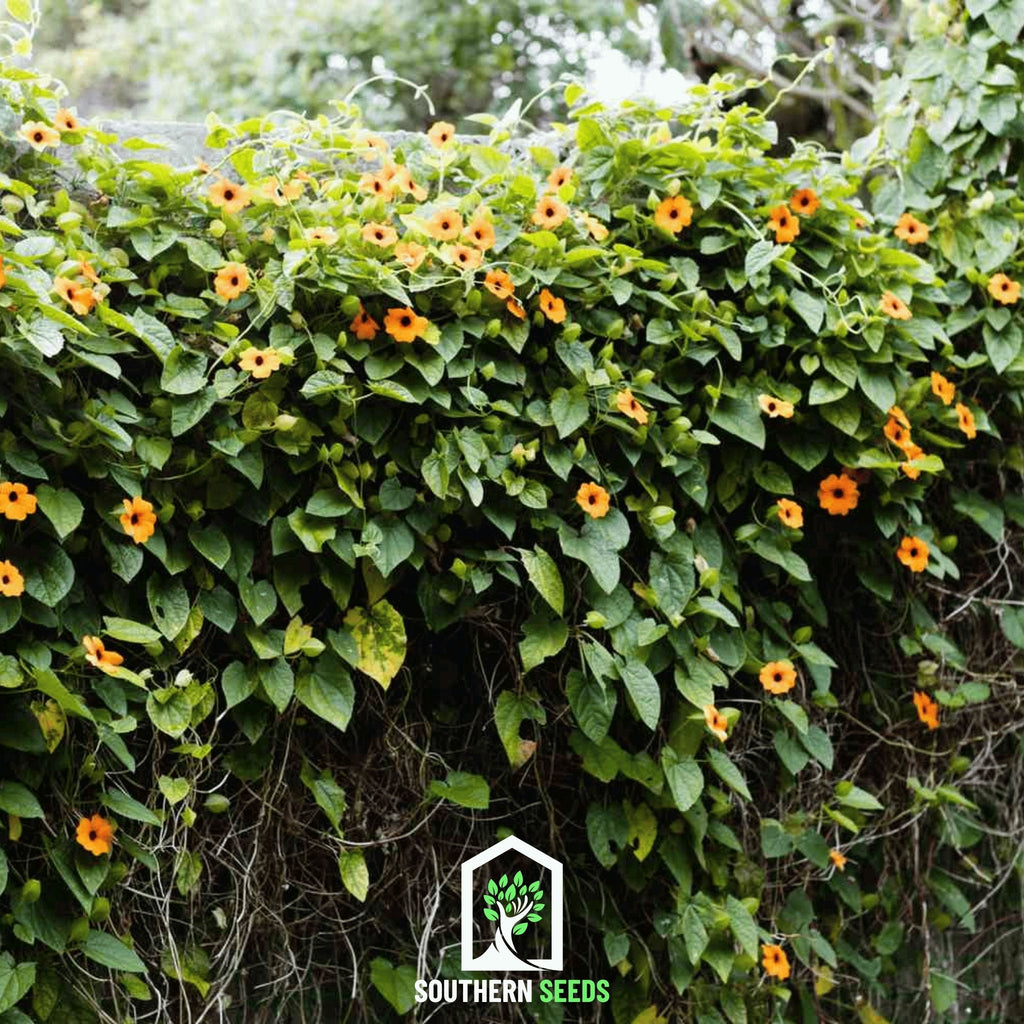 Black Eyed Susan Vine Mix – 50 Seeds | Seeds | Wiccan Center