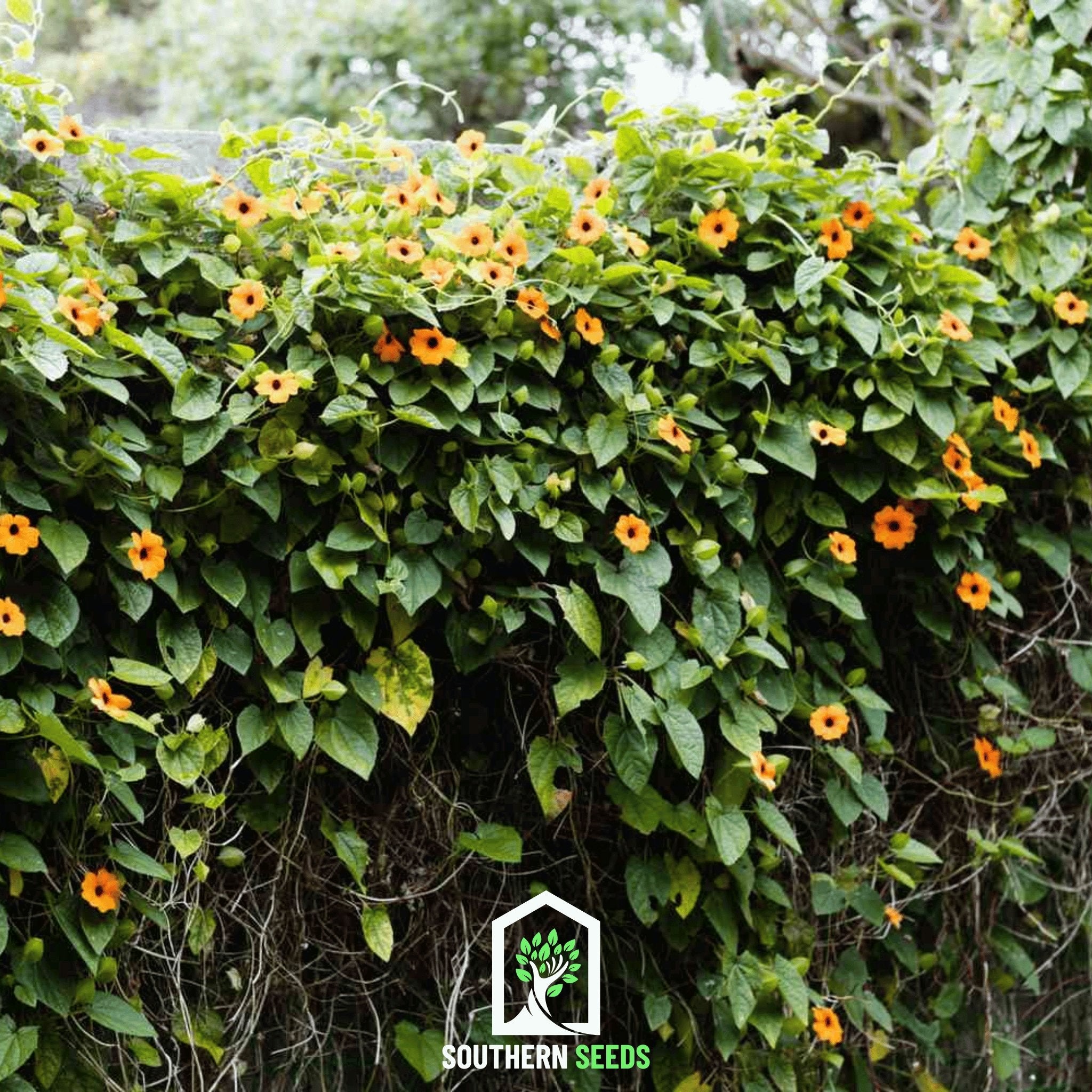 Black Eyed Susan Vine Mix – 50 Seeds | Seeds | Wiccan Center