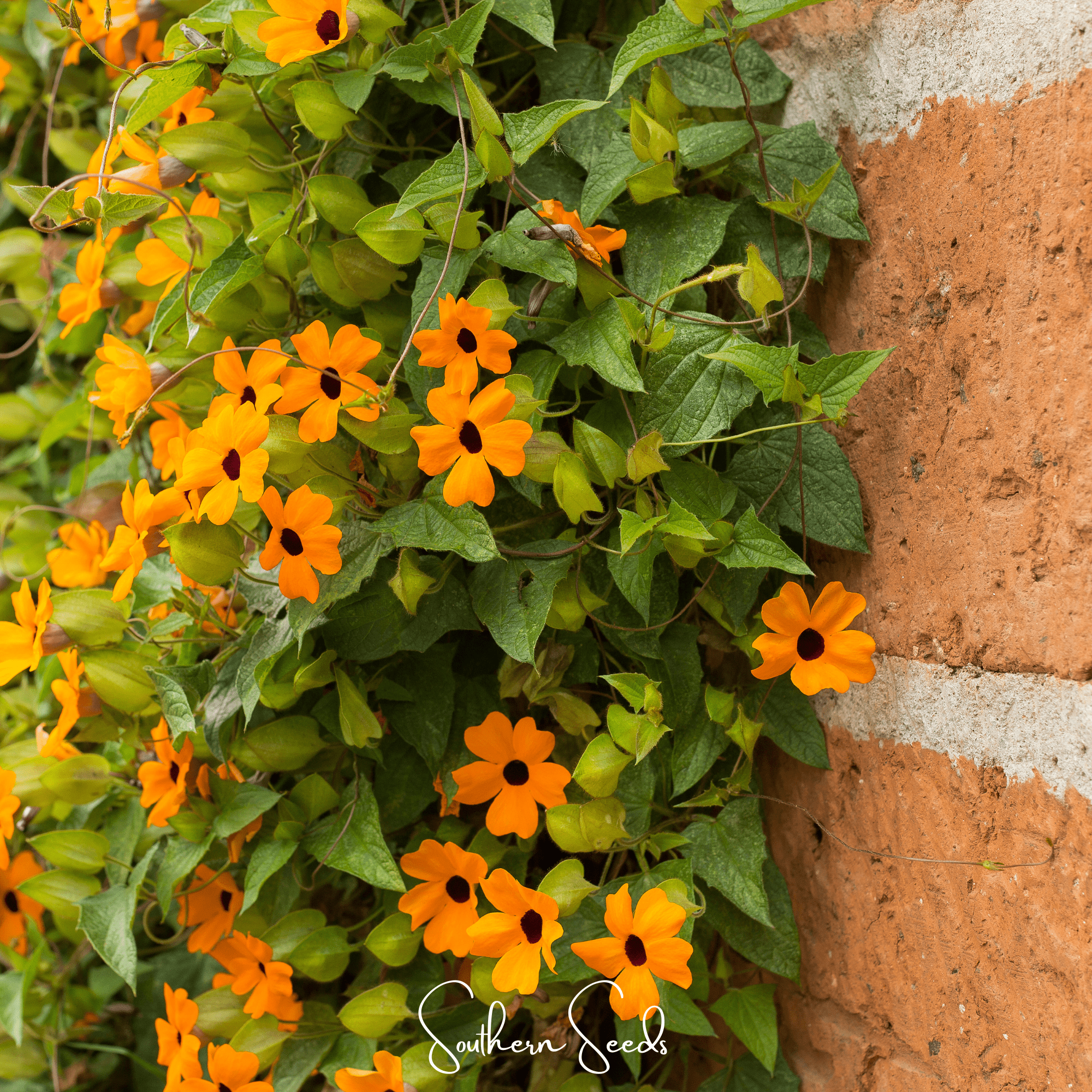 Black Eyed Susan Vine Mix – 50 Seeds | Seeds | Wiccan Center