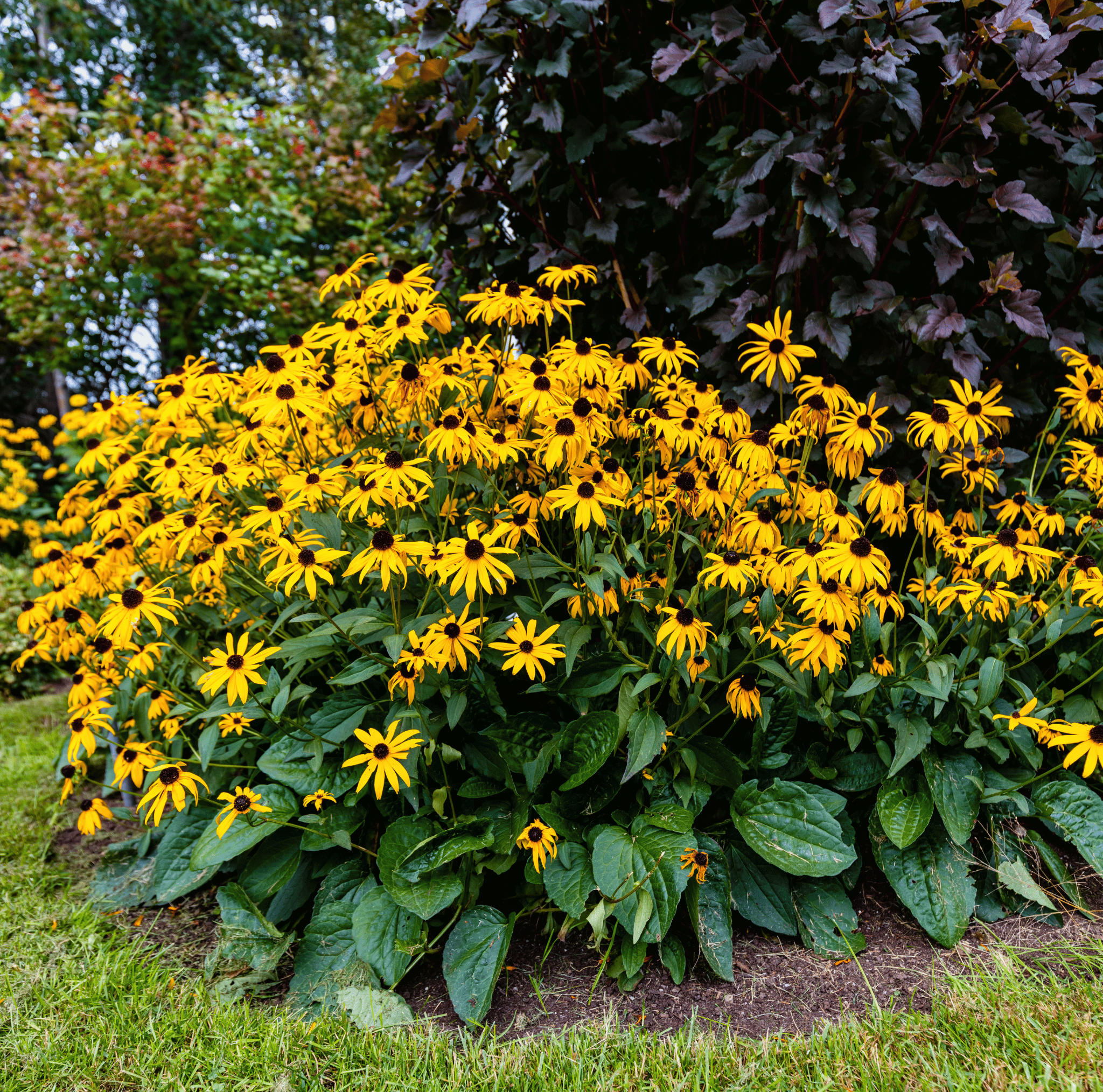 Black Eyed Susans – 100 Seeds | Seeds | Wiccan Center