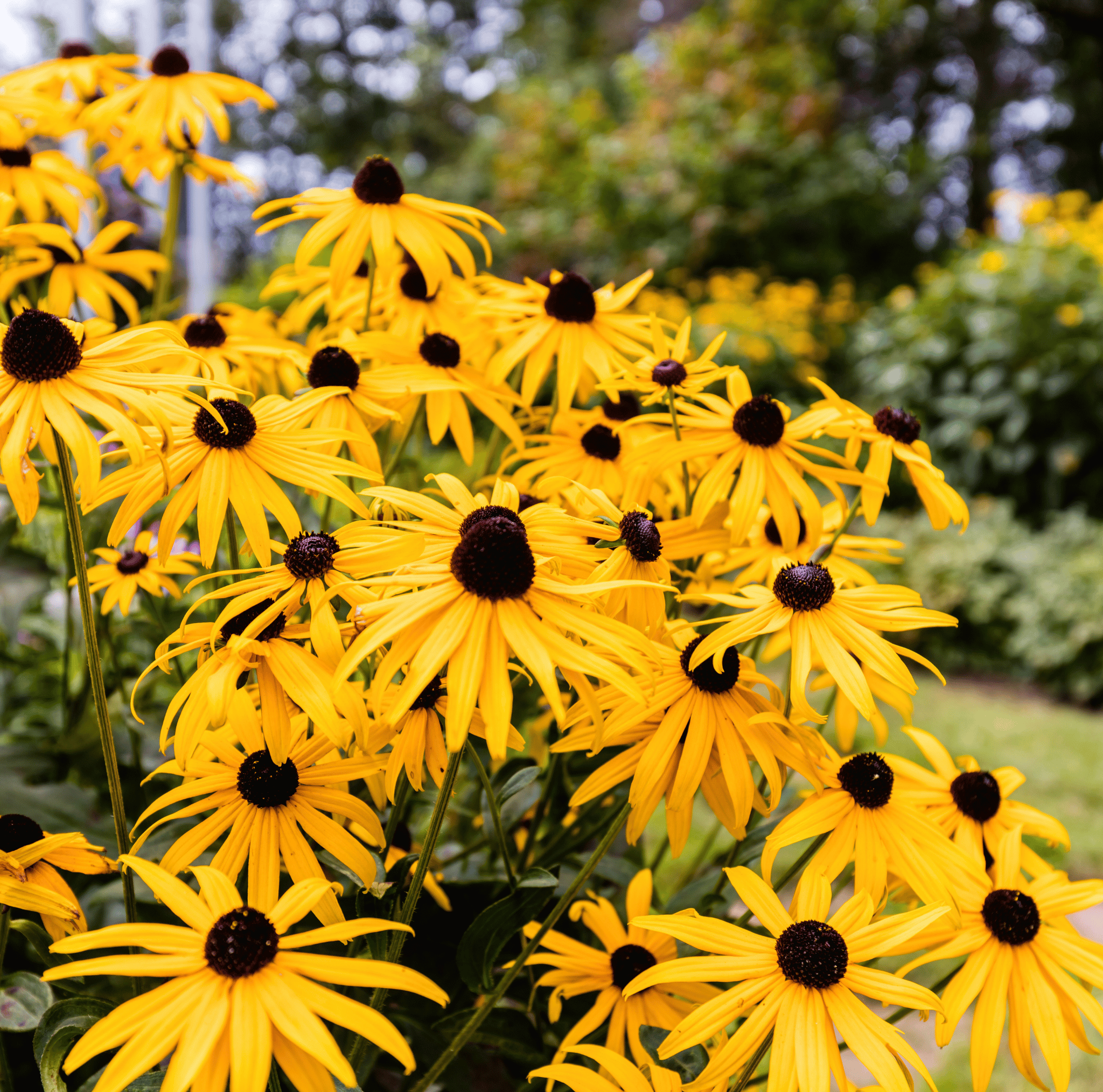 Black Eyed Susans – 100 Seeds | Seeds | Wiccan Center
