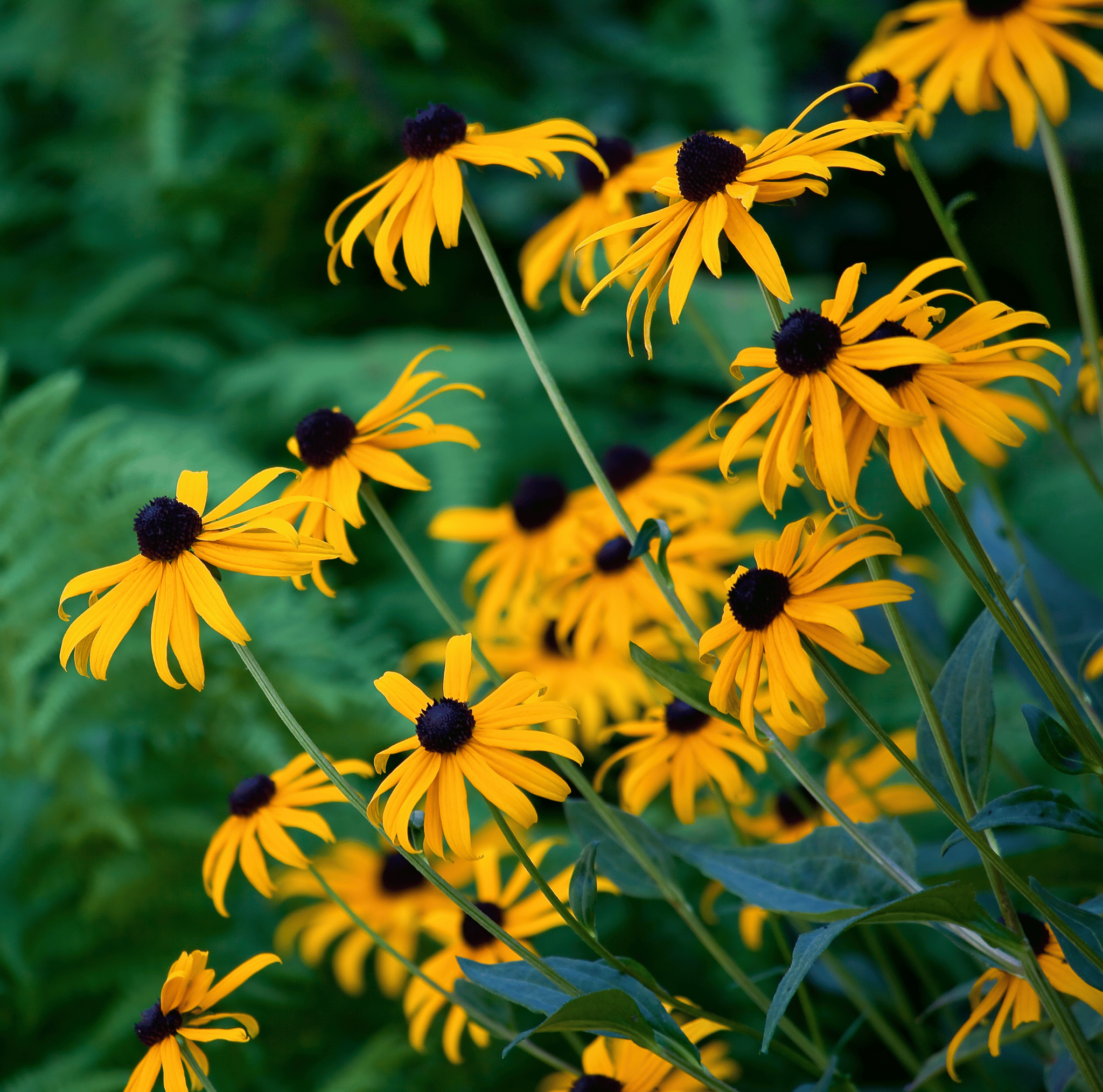 Black Eyed Susans – 100 Seeds | Seeds | Wiccan Center