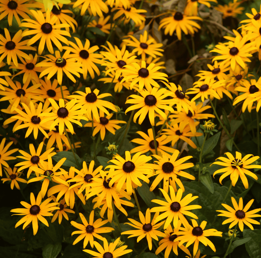 Black Eyed Susans – 100 Seeds | Seeds | Wiccan Center