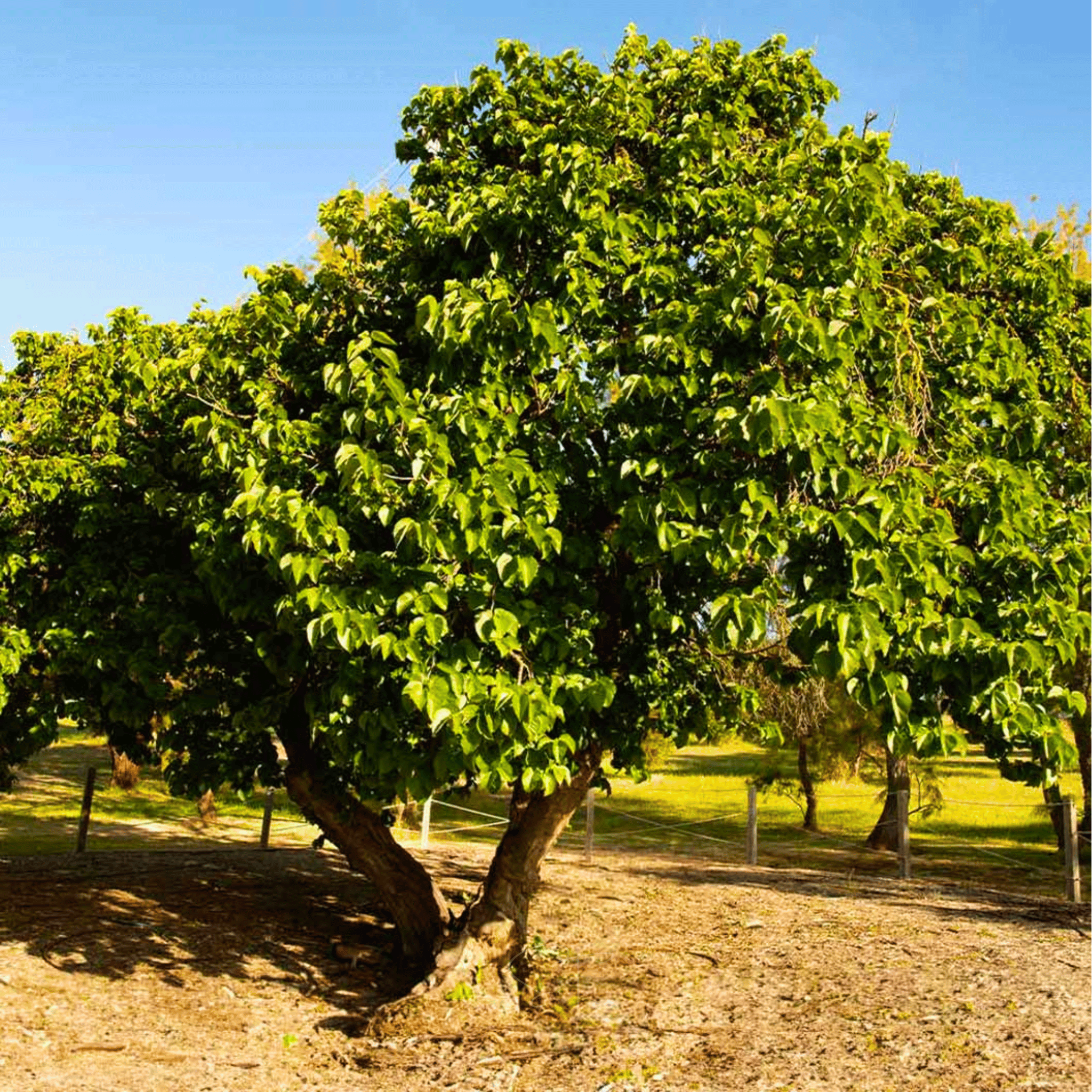 Black Mulberry – 50 Seeds | Seeds | Wiccan Center