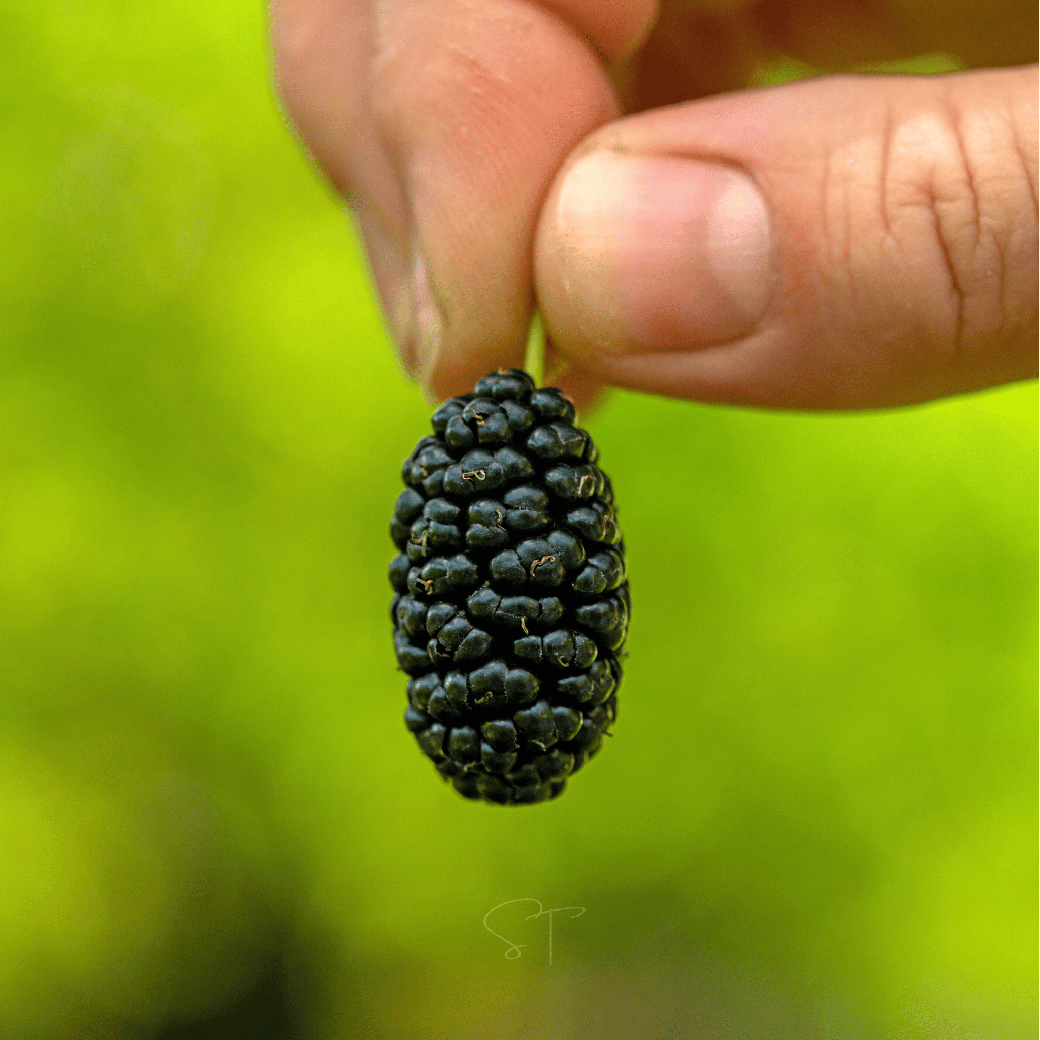 Black Mulberry – 50 Seeds | Seeds | Wiccan Center
