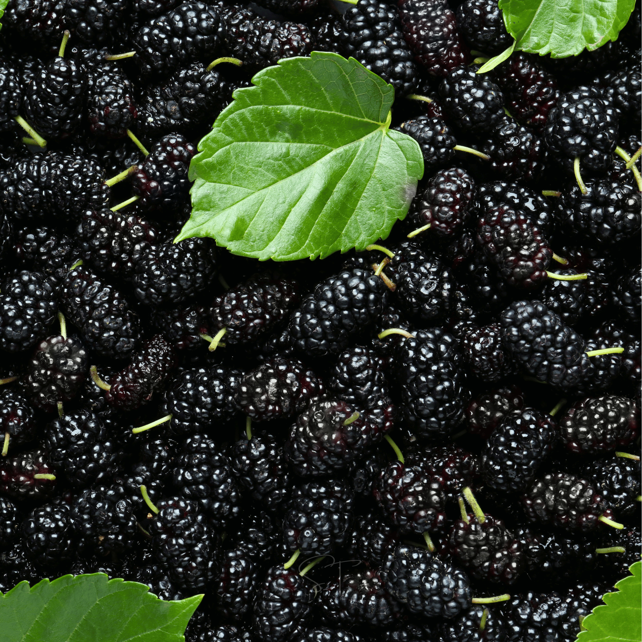 Black Mulberry – 50 Seeds | Seeds | Wiccan Center