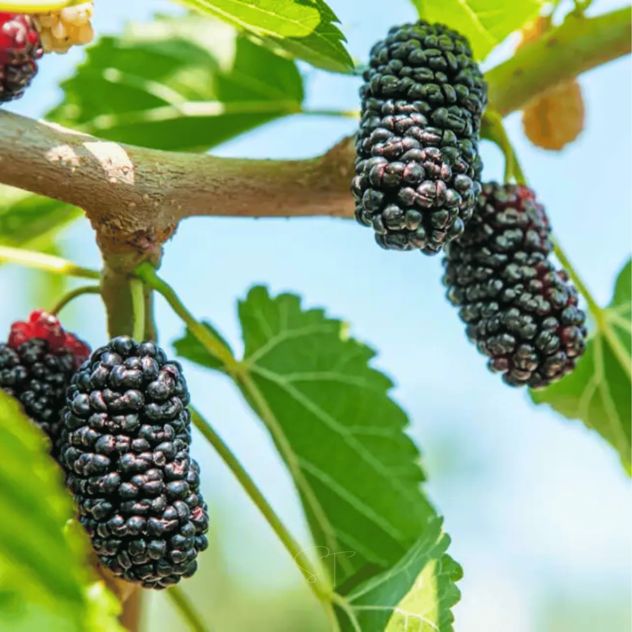 Black Mulberry – 50 Seeds | Seeds | Wiccan Center