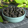 Black Mulberry – 50 Seeds | Seeds | Wiccan Center