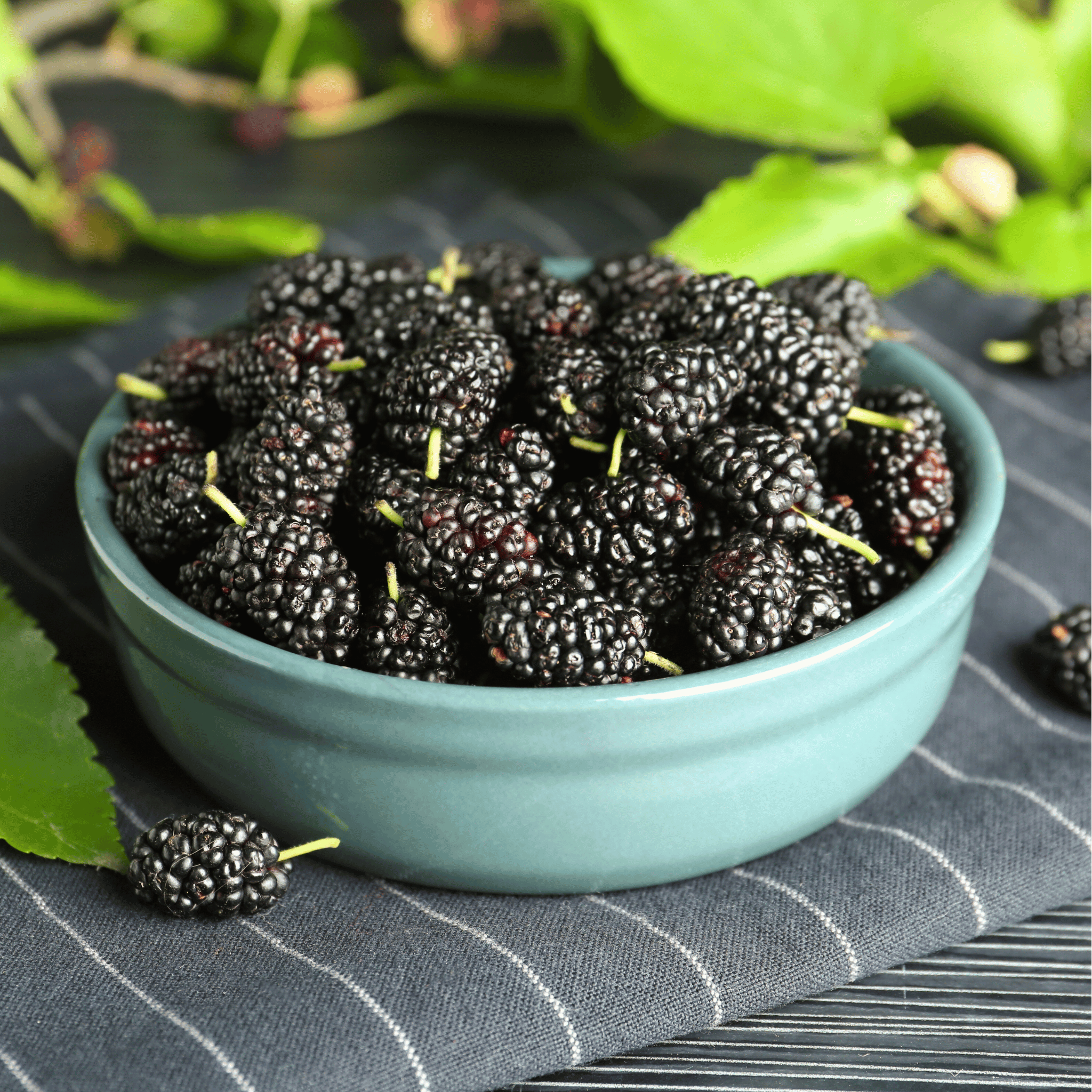 Black Mulberry – 50 Seeds | Seeds | Wiccan Center