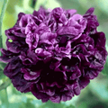 Black Peony Poppy – 100 Seeds | | Wiccan Center
