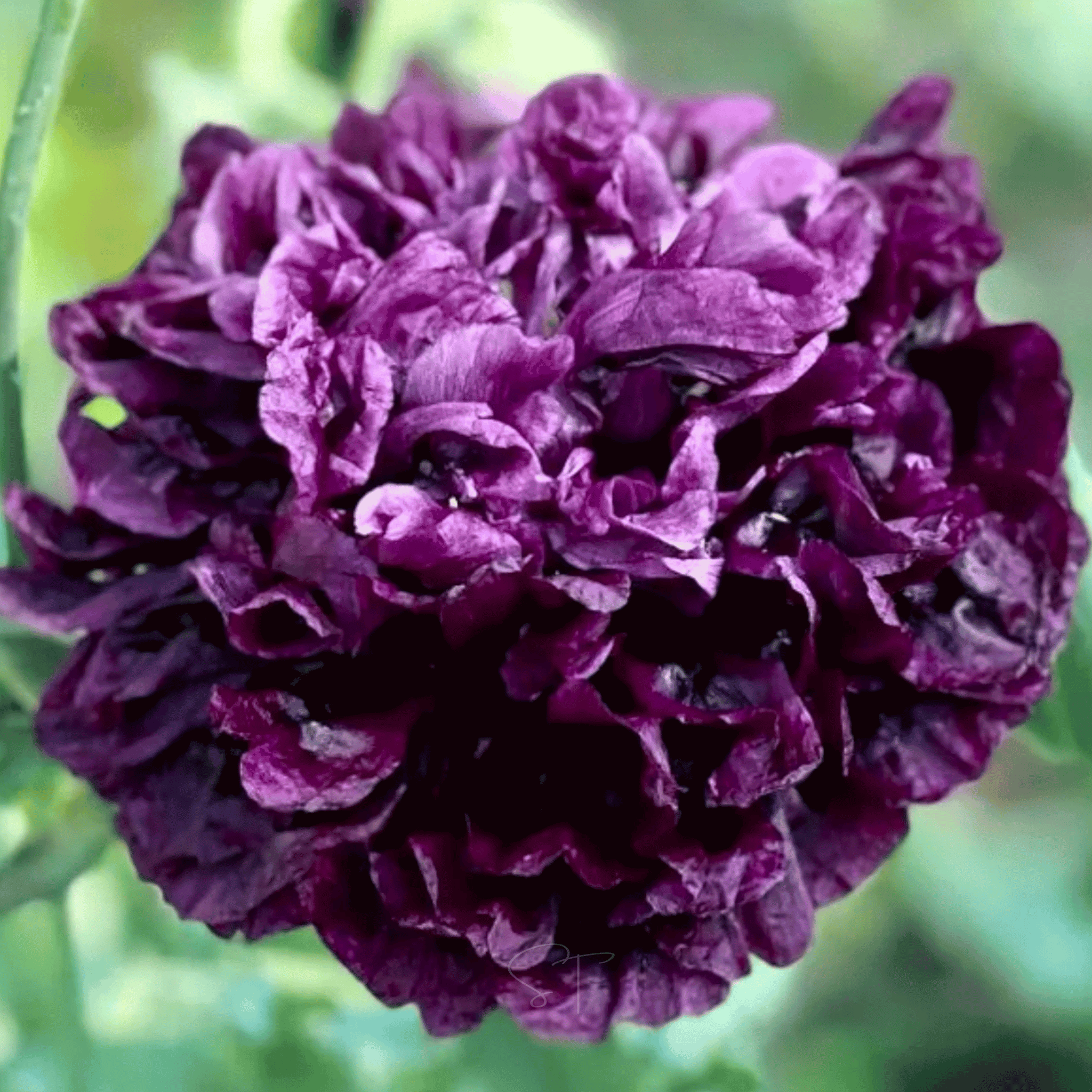Black Peony Poppy – 100 Seeds | | Wiccan Center