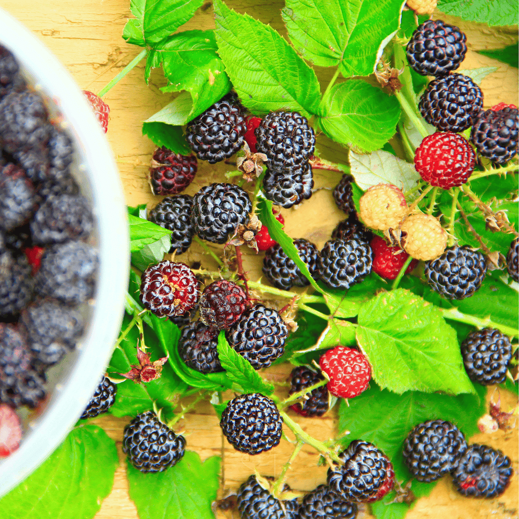 Black Raspberry – 30 Seeds | Seeds | Wiccan Center