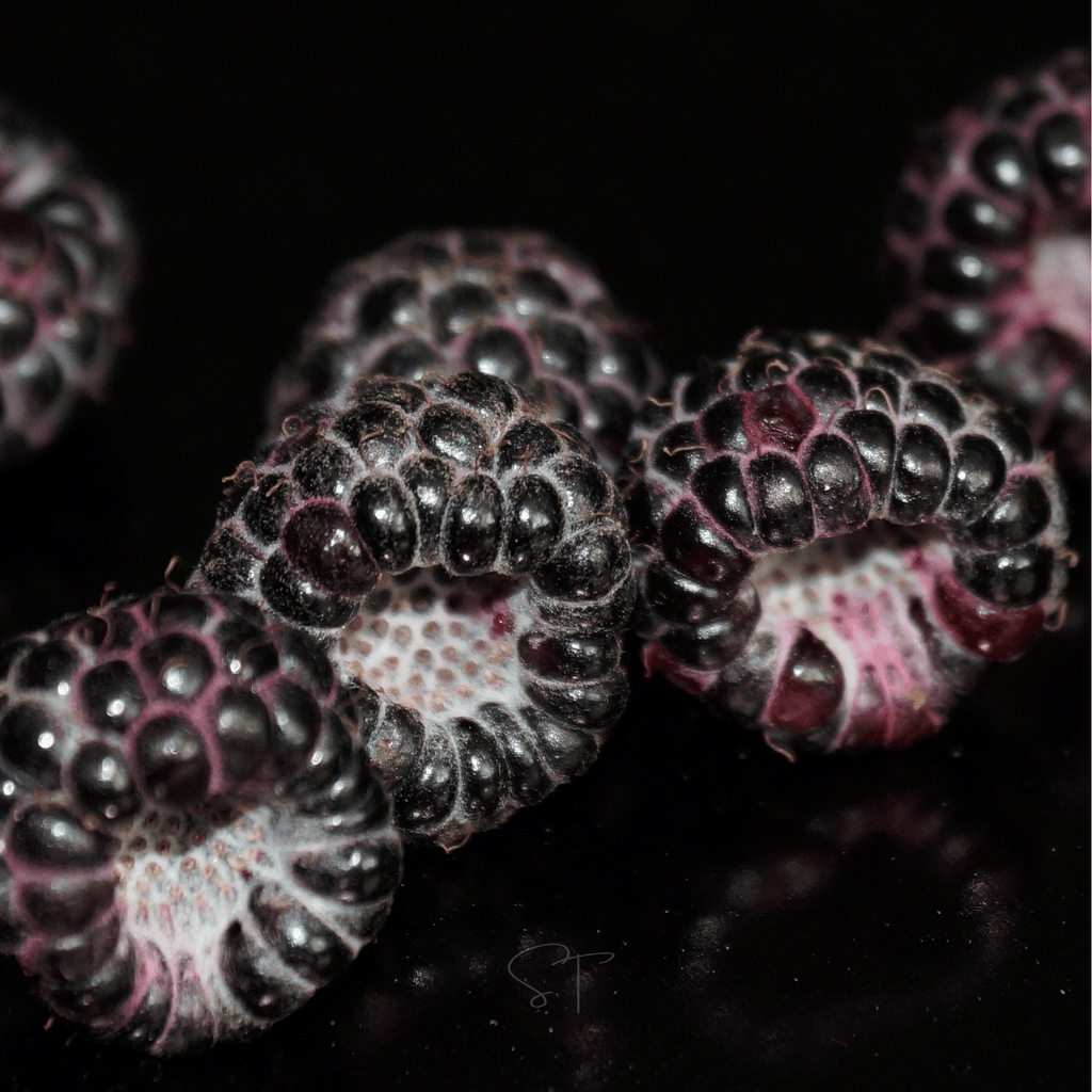 Black Raspberry – 30 Seeds | Seeds | Wiccan Center