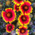 Blanket Flower – 200 Seeds | Seeds | Wiccan Center