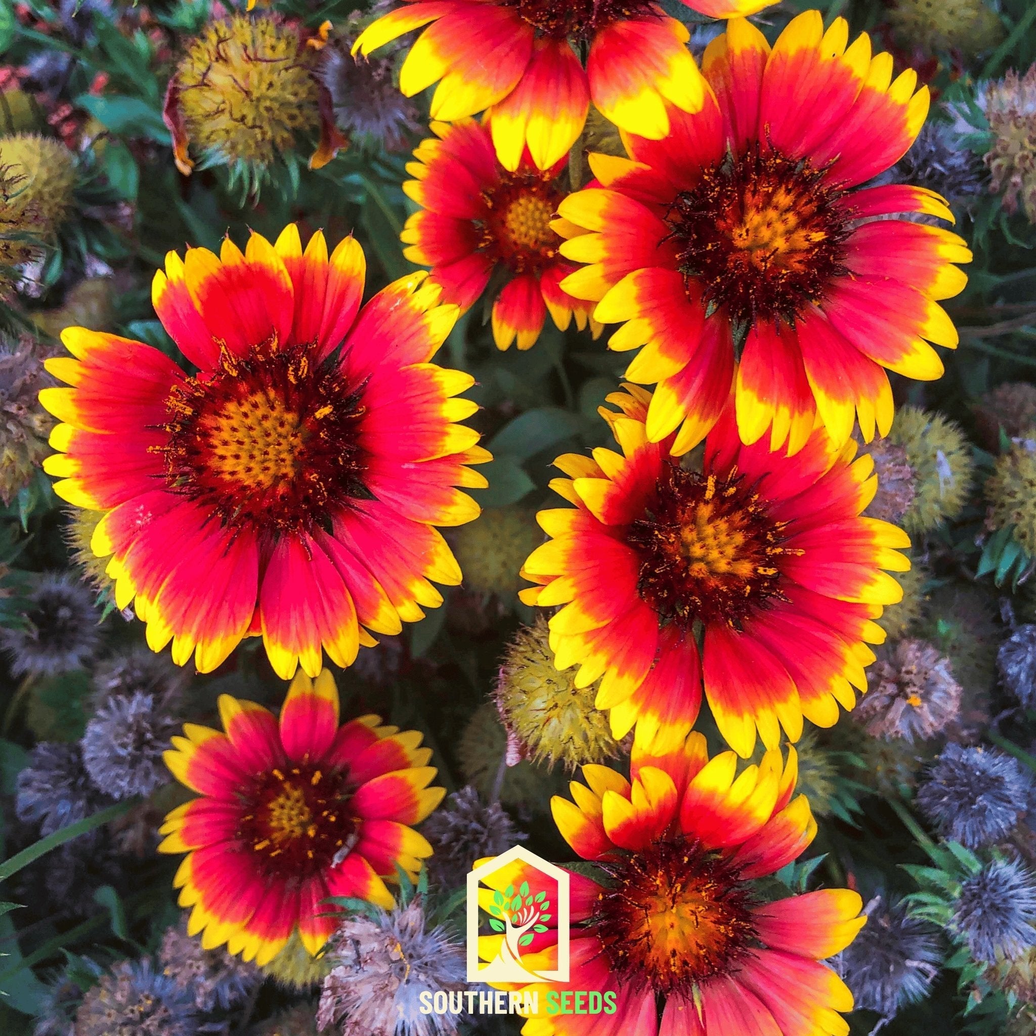 Blanket Flower – 200 Seeds | Seeds | Wiccan Center