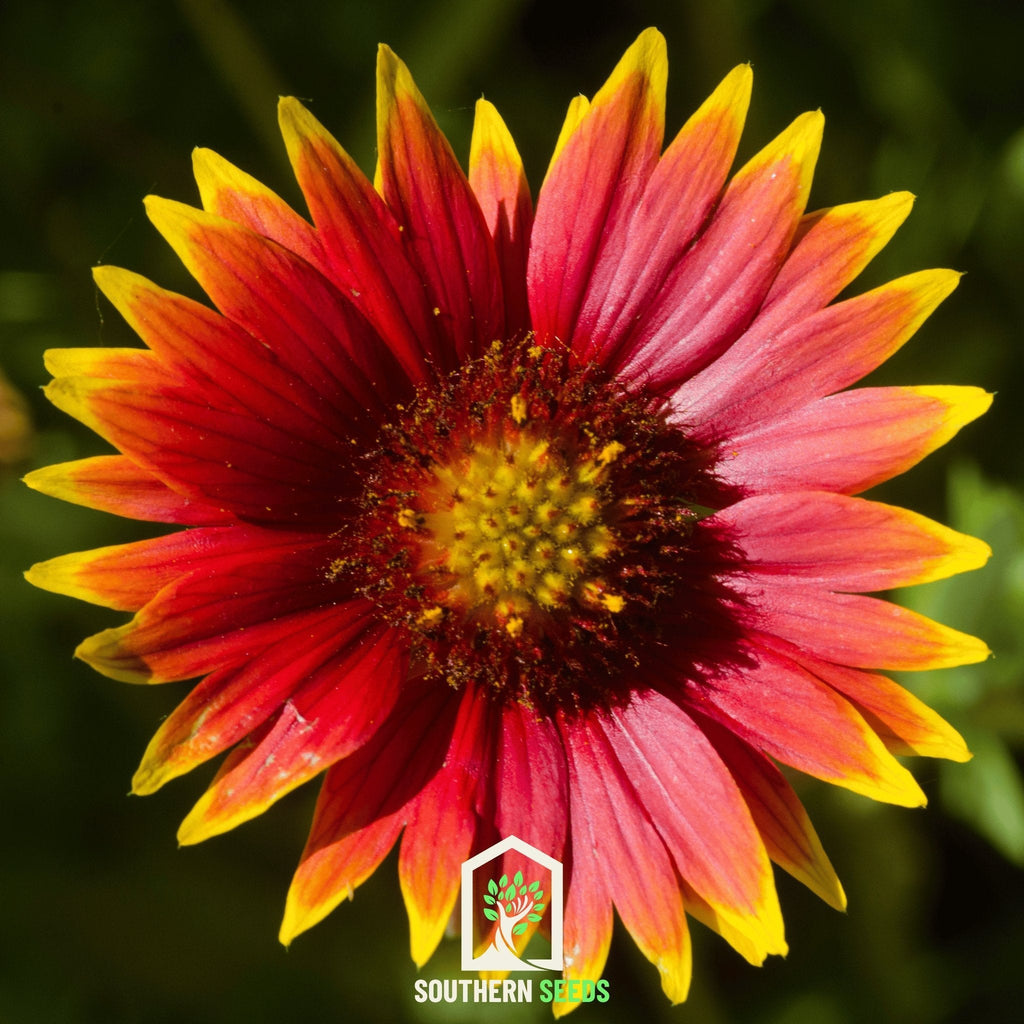 Blanket Flower – 200 Seeds | Seeds | Wiccan Center