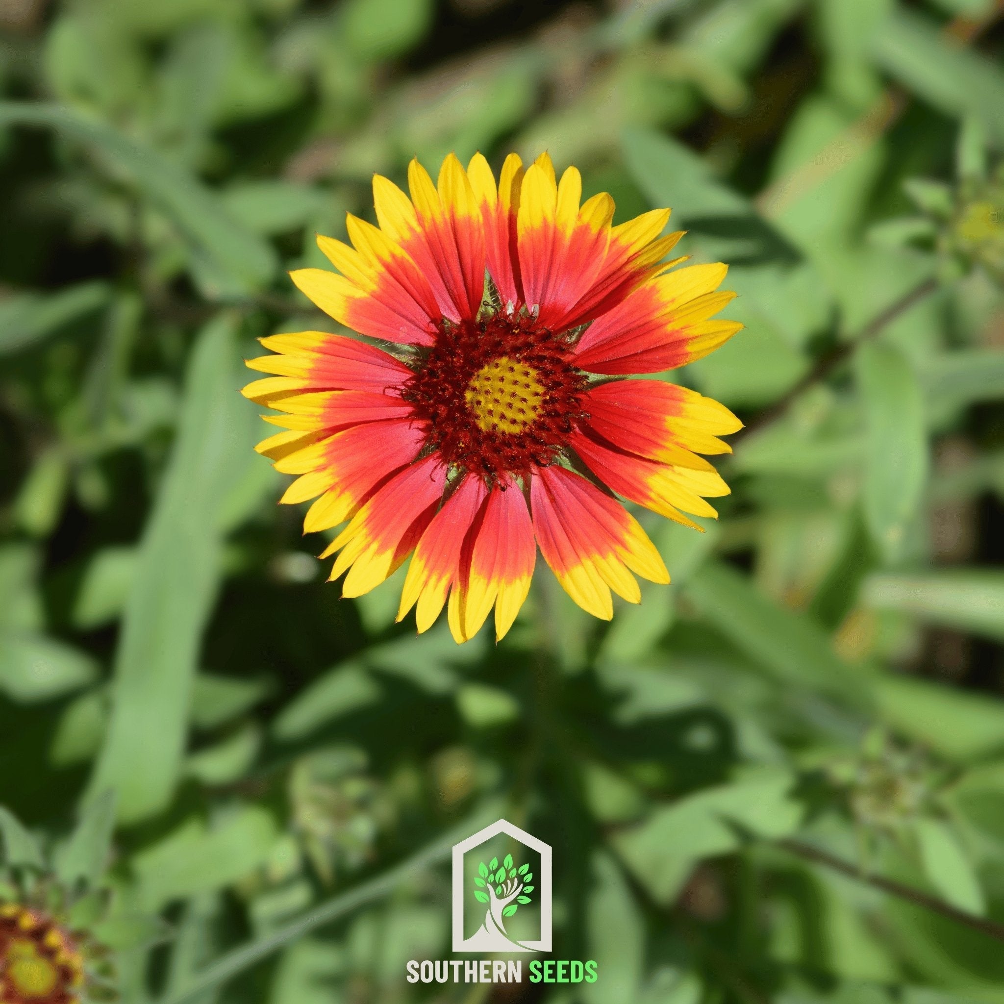 Blanket Flower – 200 Seeds | Seeds | Wiccan Center