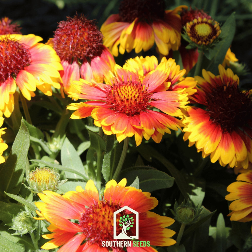 Blanket Flower – 200 Seeds | Seeds | Wiccan Center