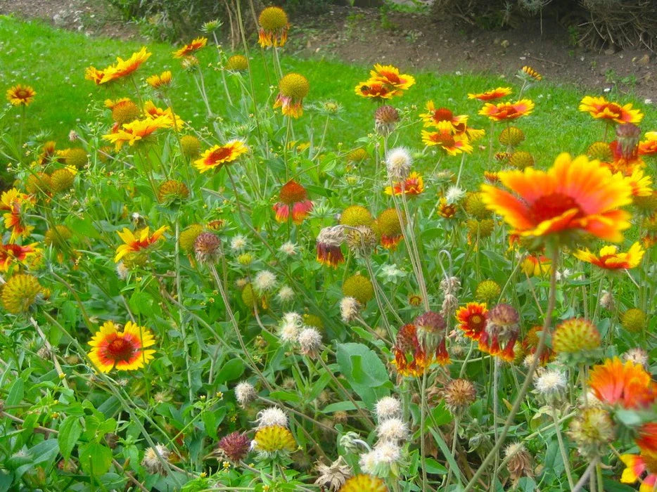 No Deer Here Wildflower Mix - Unsavory Species to Deer! | | Wiccan Center