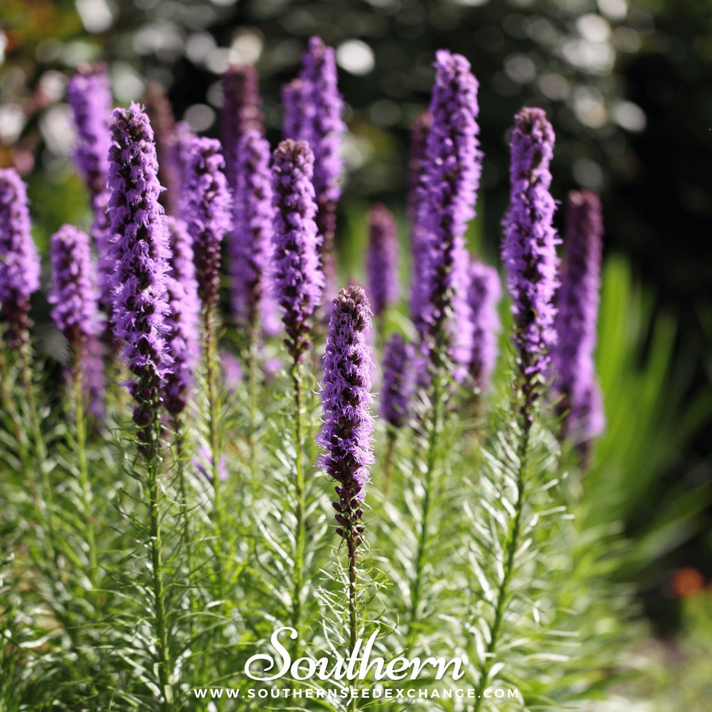 Marsh Blazing Star – 50 Seeds | Seeds | Wiccan Center