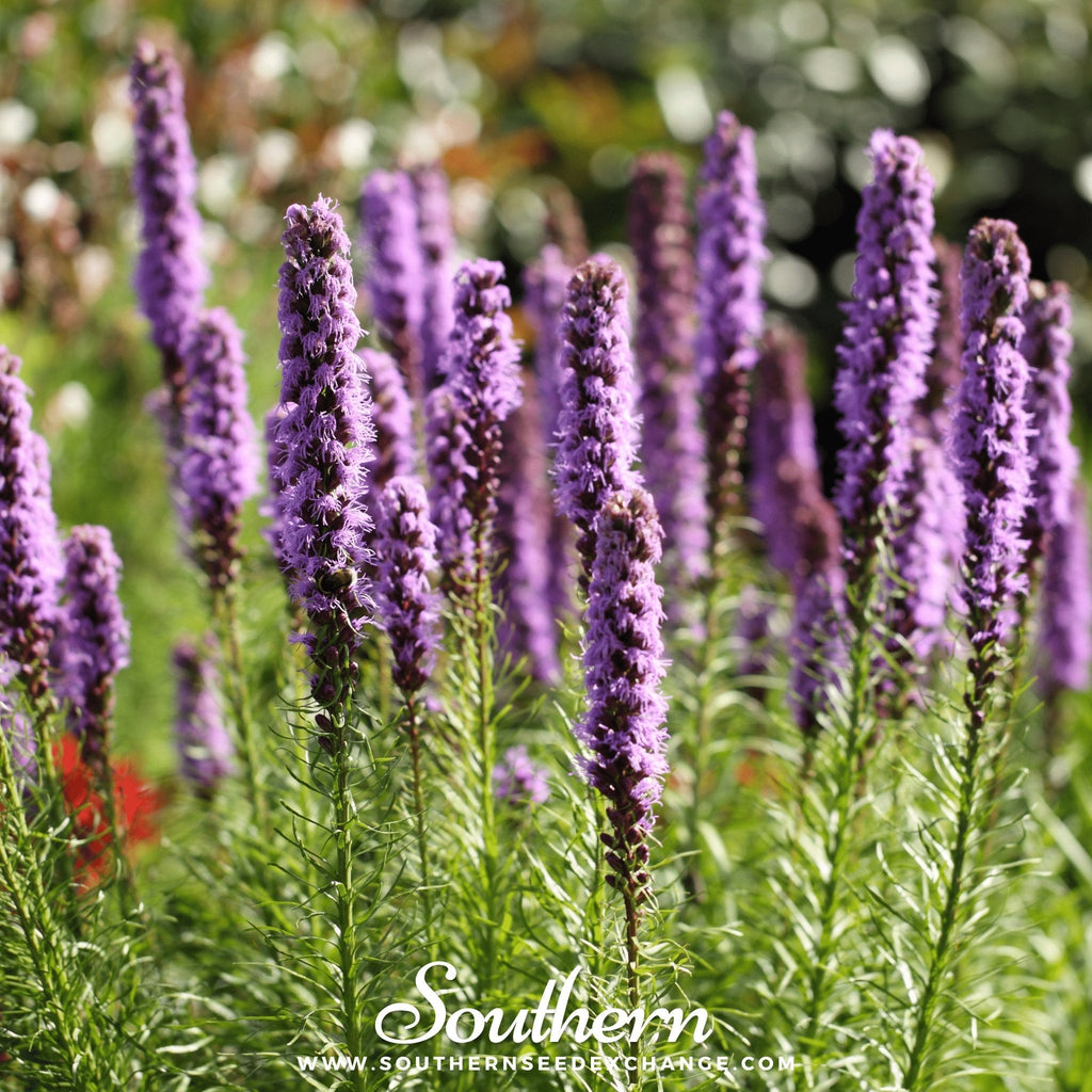 Marsh Blazing Star – 50 Seeds | Seeds | Wiccan Center