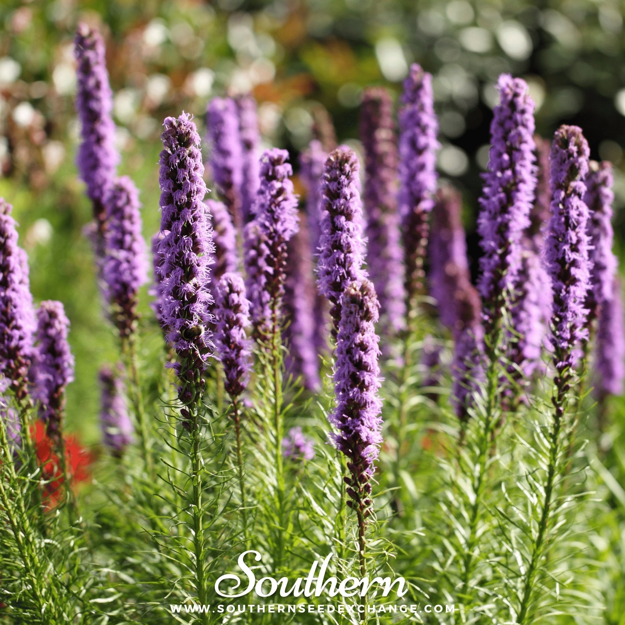 Marsh Blazing Star – 50 Seeds | Seeds | Wiccan Center