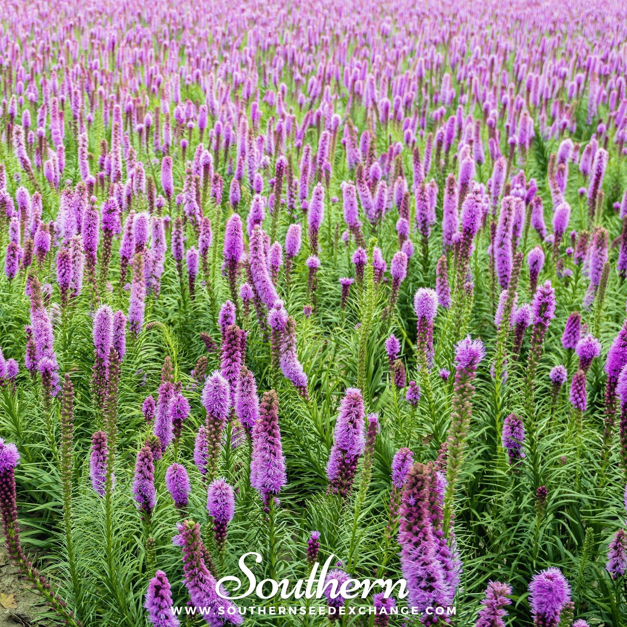 Marsh Blazing Star – 50 Seeds | Seeds | Wiccan Center