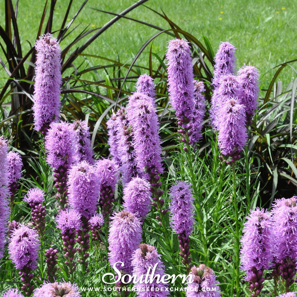 Marsh Blazing Star – 50 Seeds | Seeds | Wiccan Center