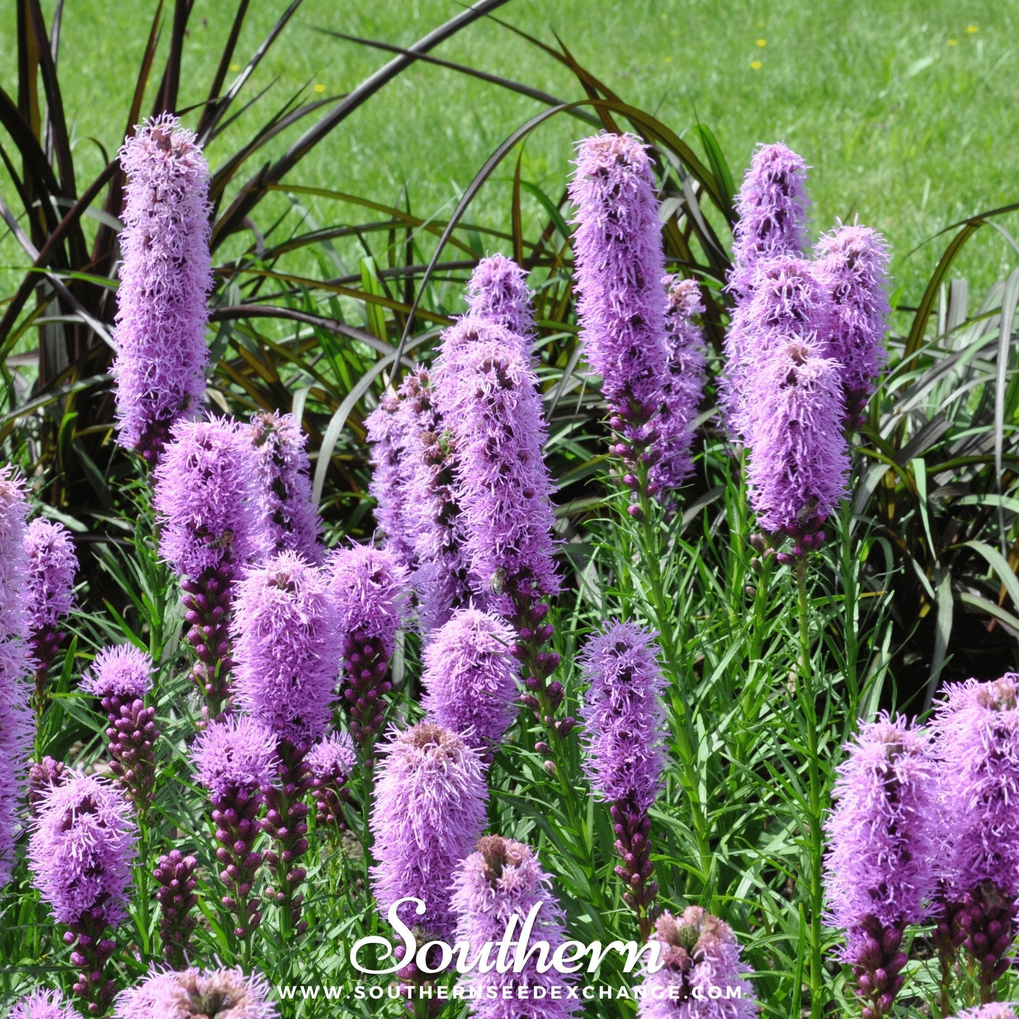 Marsh Blazing Star – 50 Seeds | Seeds | Wiccan Center