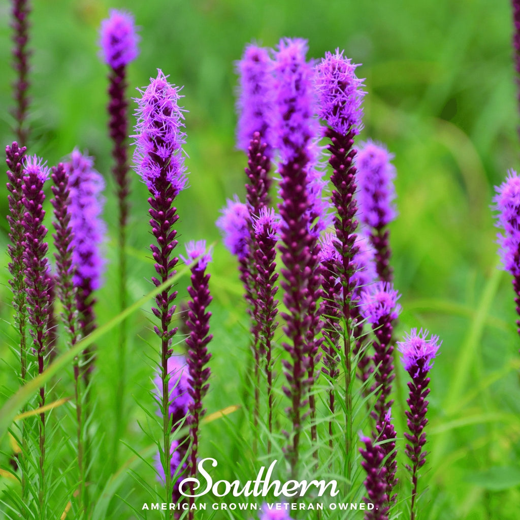 Prairie Blazing Star – 50 Seeds | Seeds | Wiccan Center