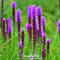 Prairie Blazing Star – 50 Seeds | Seeds | Wiccan Center