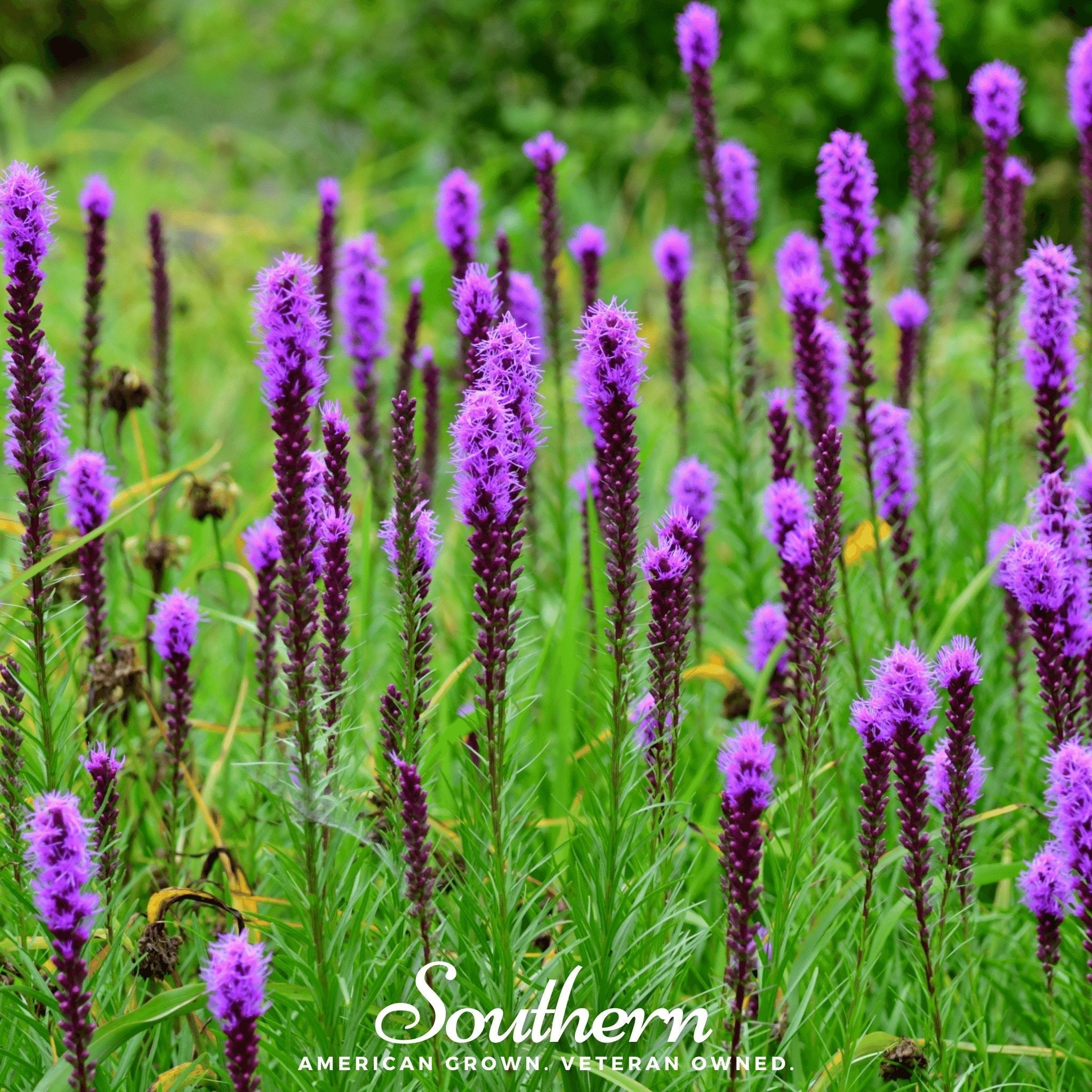 Prairie Blazing Star – 50 Seeds | Seeds | Wiccan Center