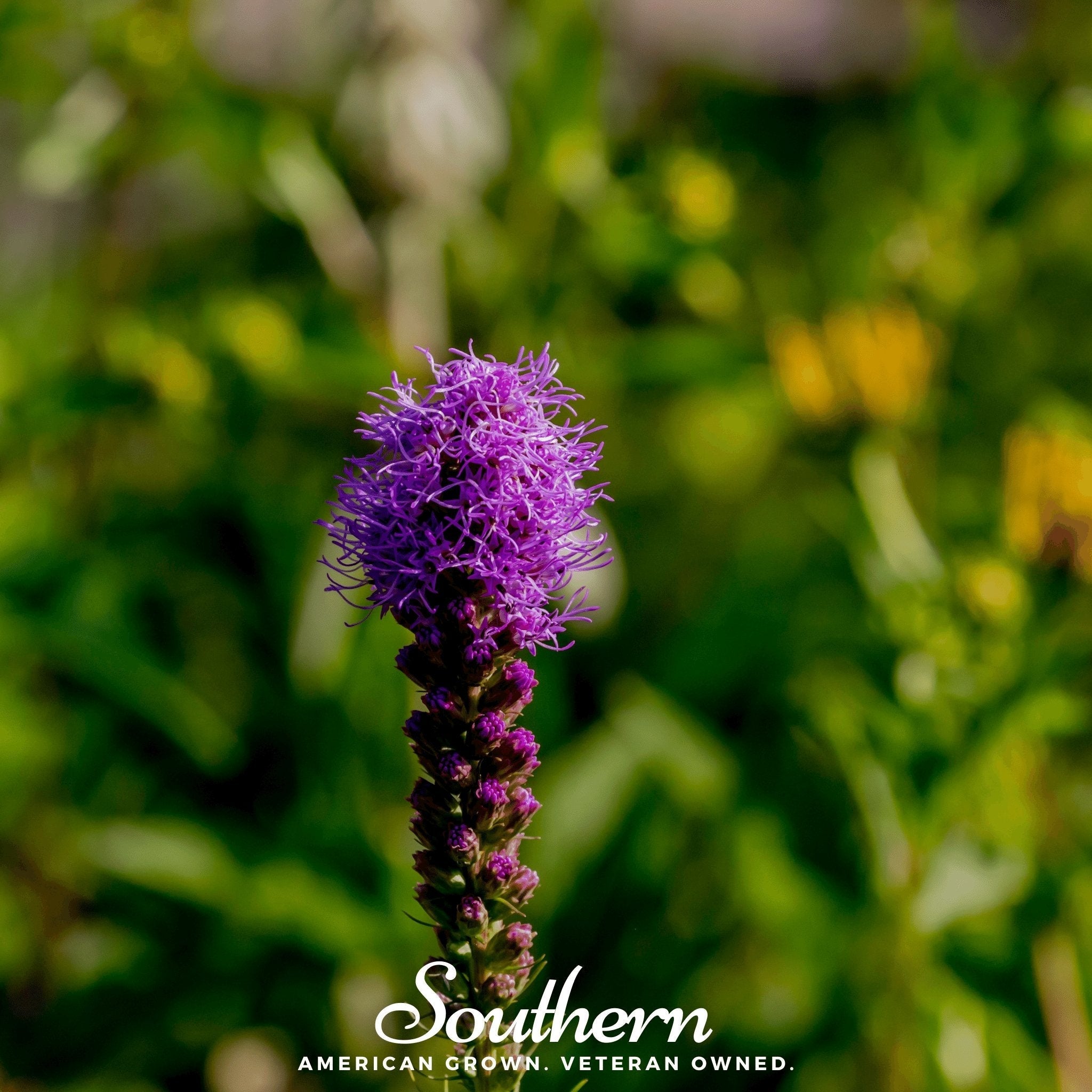 Prairie Blazing Star – 50 Seeds | Seeds | Wiccan Center