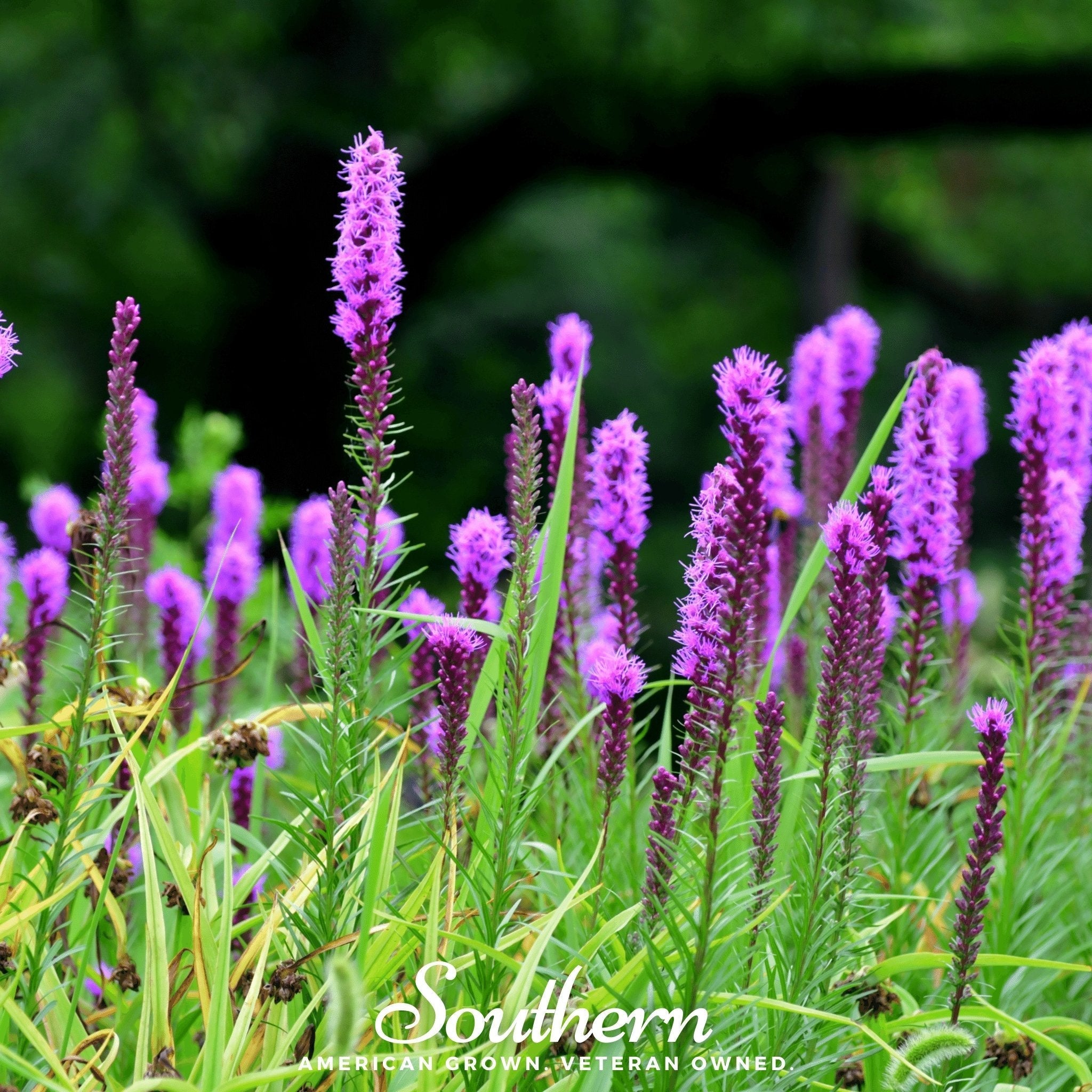 Prairie Blazing Star – 50 Seeds | Seeds | Wiccan Center