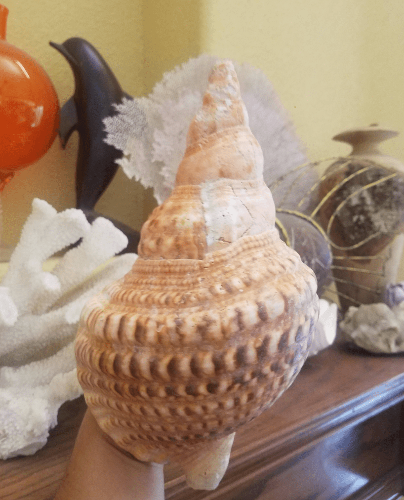 Blonde Caribbean Triton Trumpet Conch Shell (CHARONIA VARIEGATA) Golden Variety