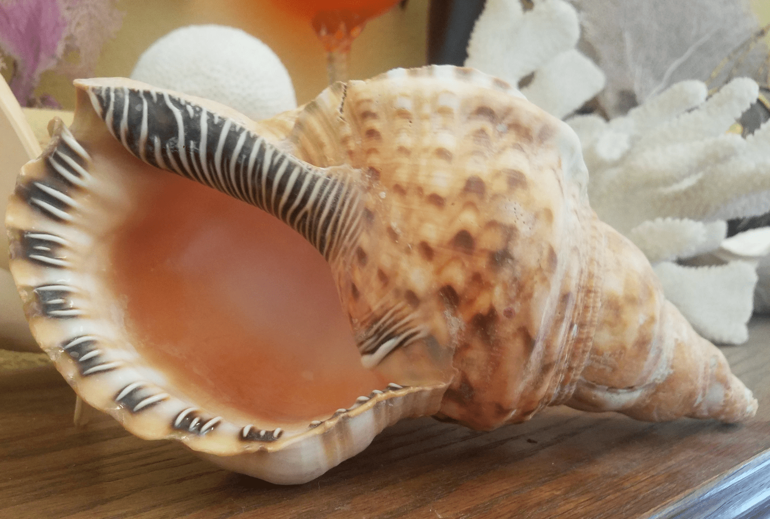 Blonde Caribbean Triton Trumpet Conch Shell (CHARONIA VARIEGATA) Golden Variety
